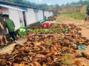 Hình ảnh: Bệnh lây lan dẫn đến đàn gà chết hàng loạt